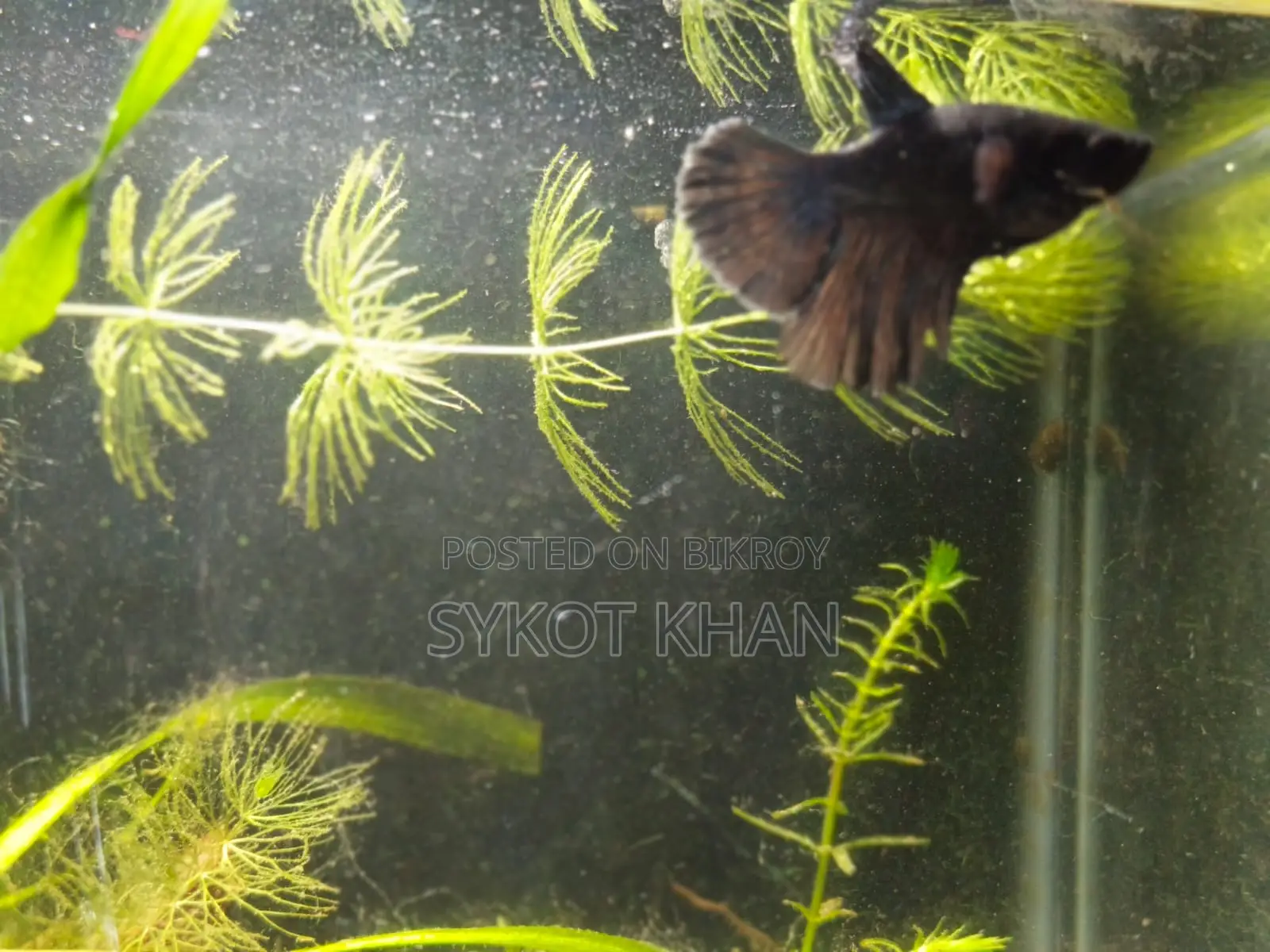 Betta Fish