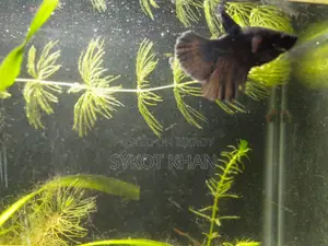 Betta Fish