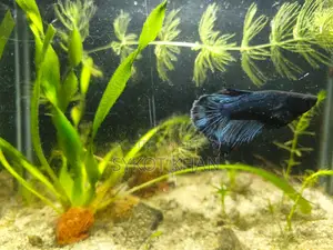 Betta Fish