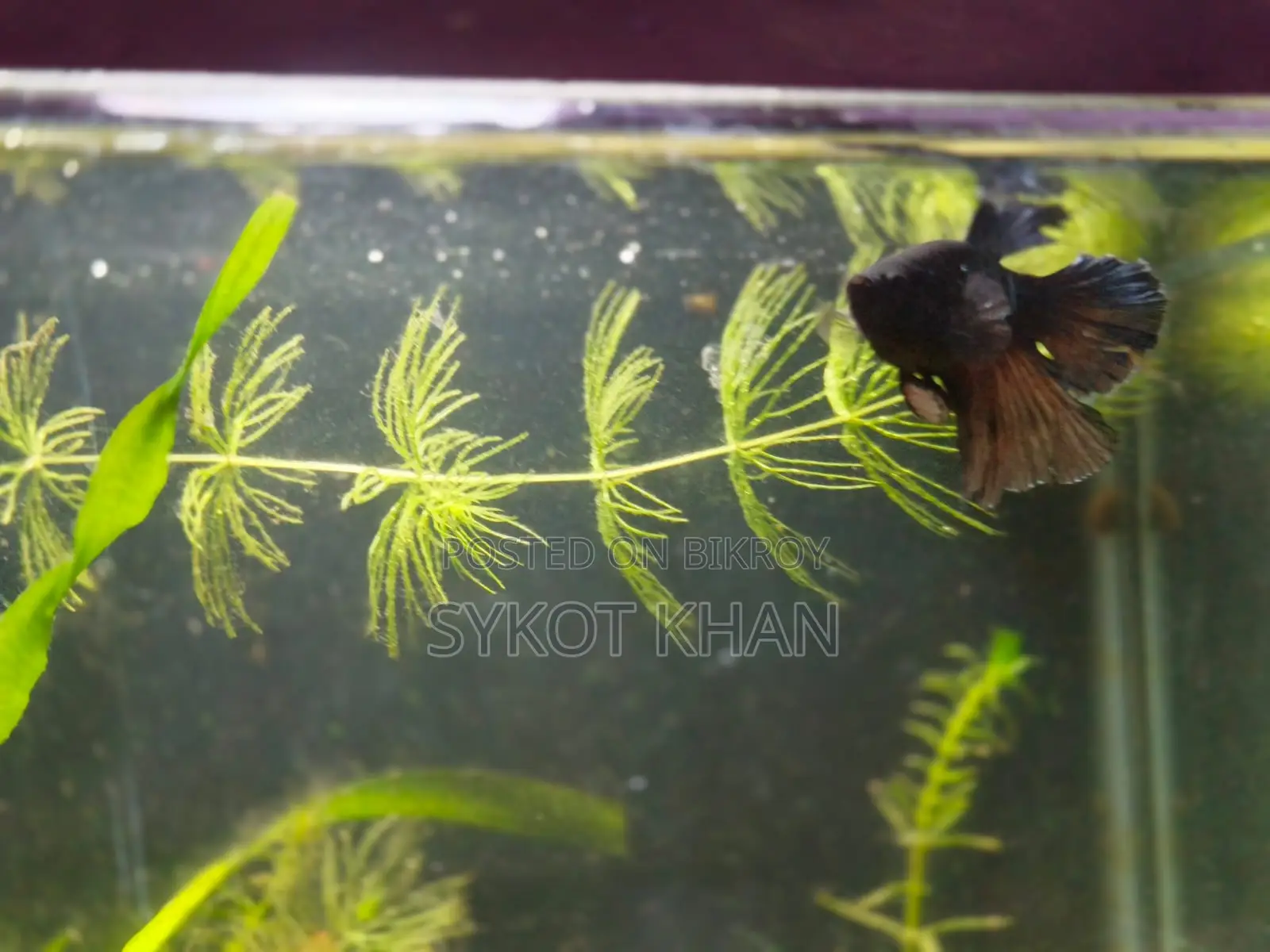 Betta Fish