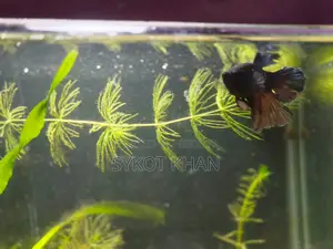 Betta Fish