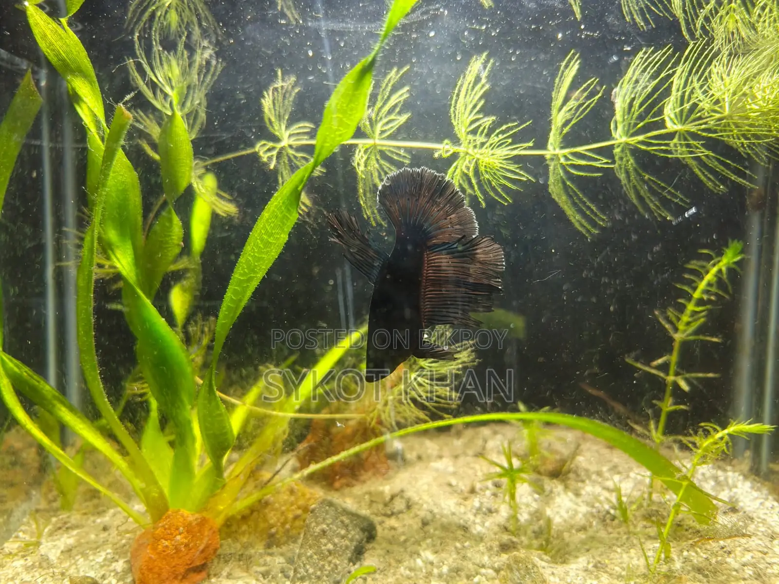 Betta Fish