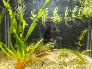 Betta Fish