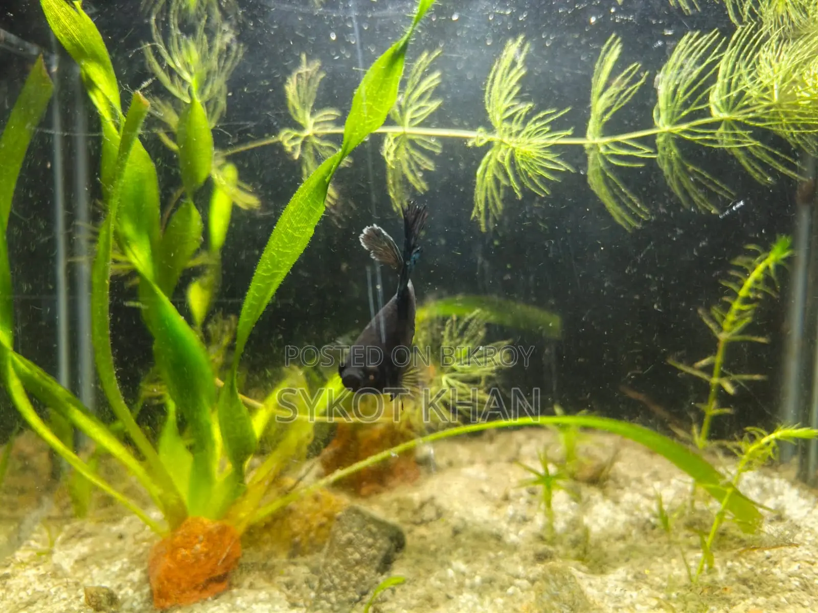 Betta Fish