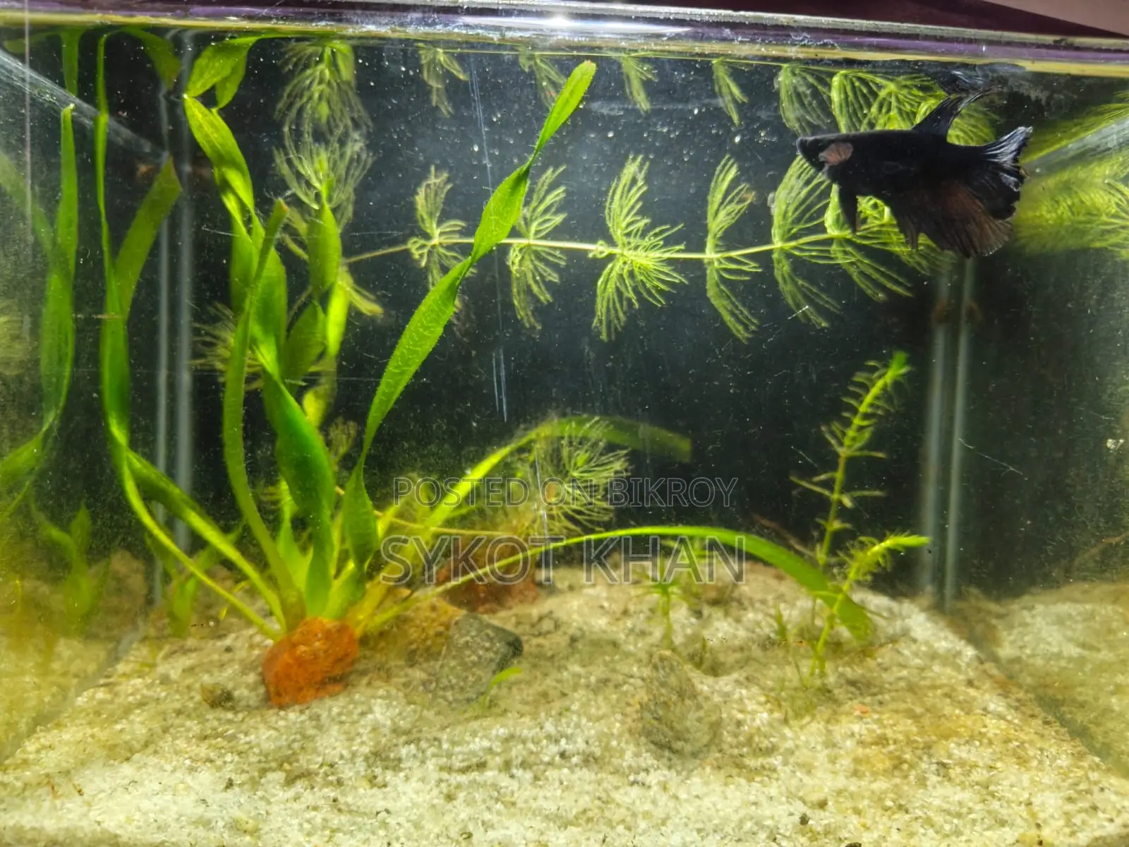 Betta Fish