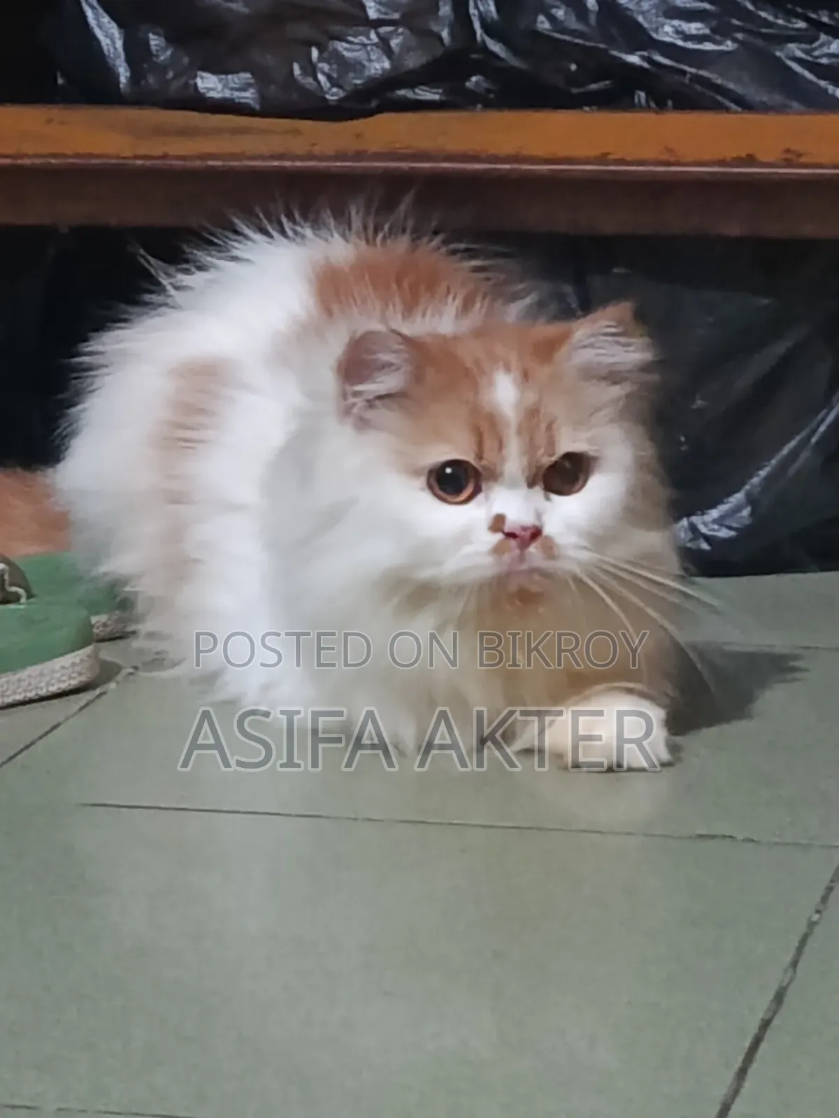 1+ year Female Purebred Persian