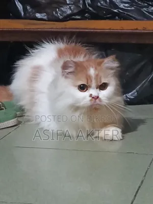 1+ year Female Purebred Persian