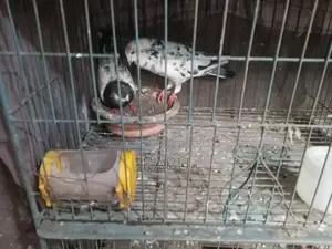 Running Pair and Squabs