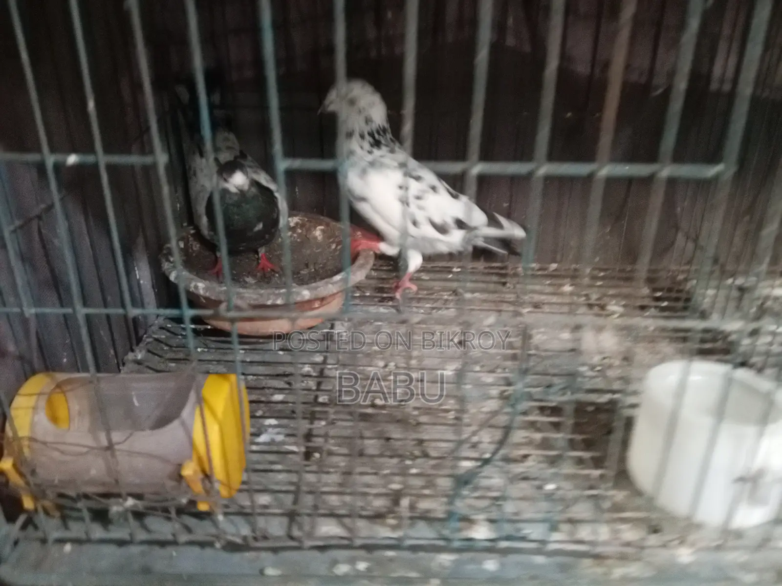 Running Pair and Squabs