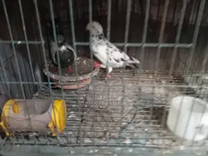 Running Pair and Squabs