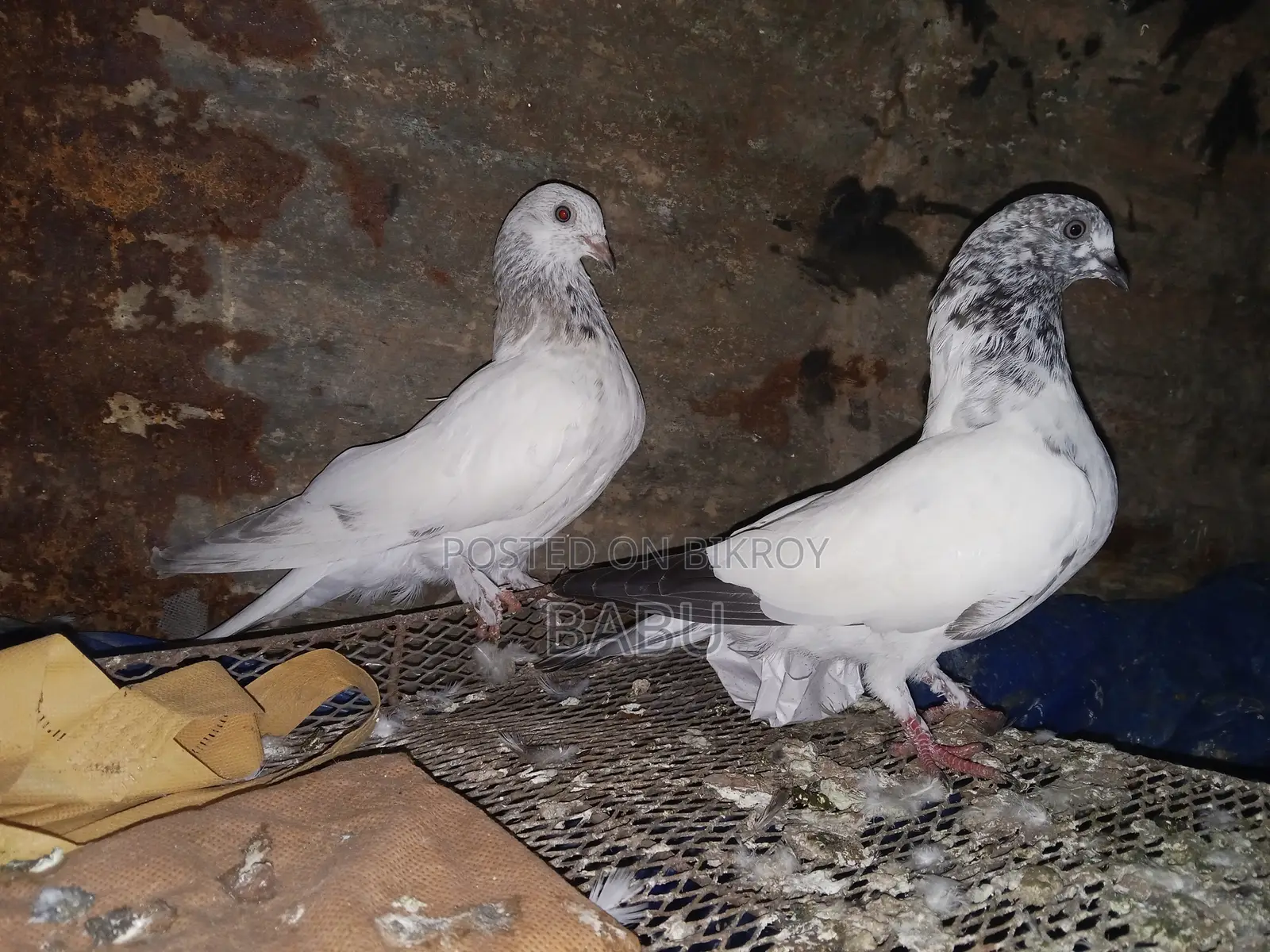 Running Pair and Squabs