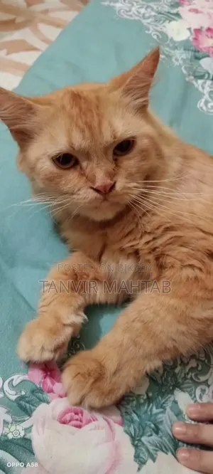 1+ year Female Purebred Persian