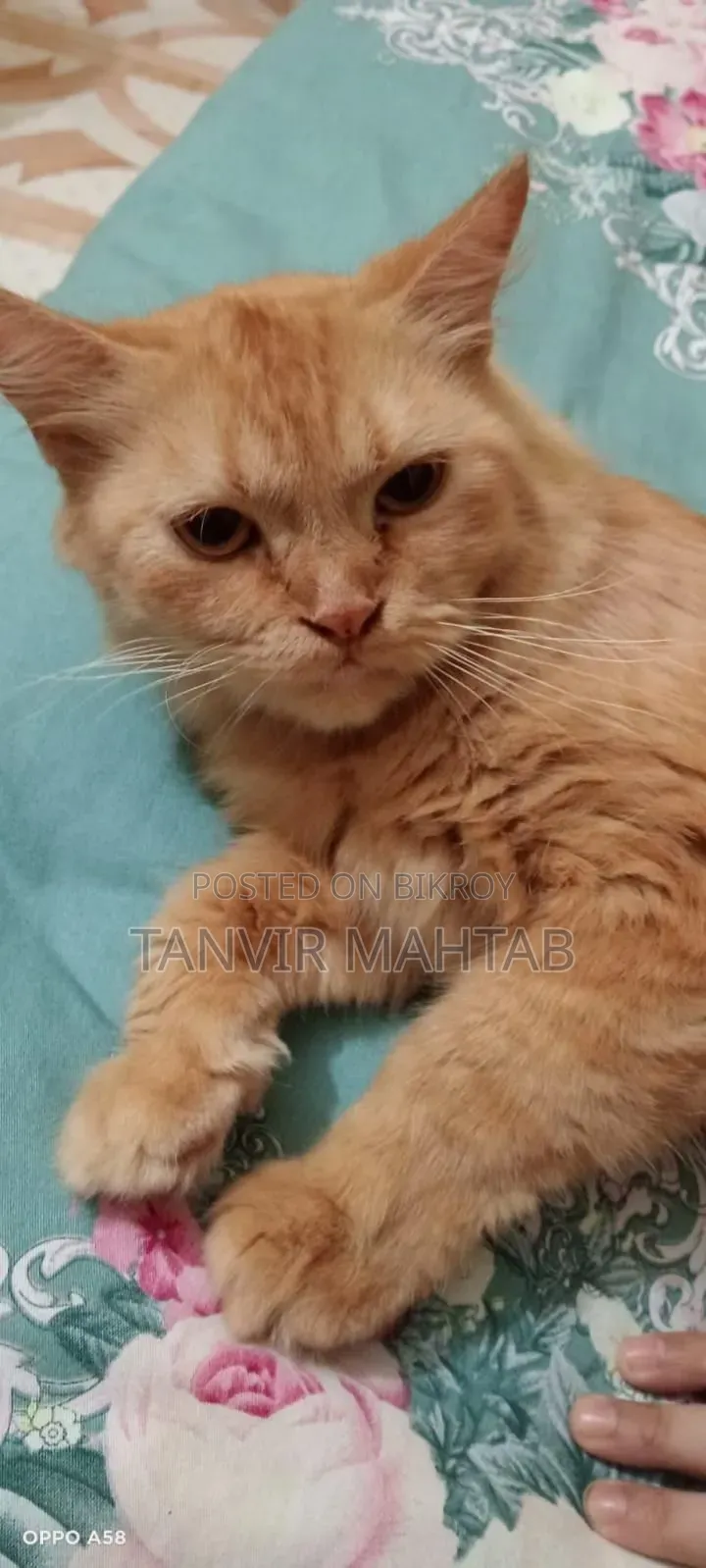 1+ year Female Purebred Persian