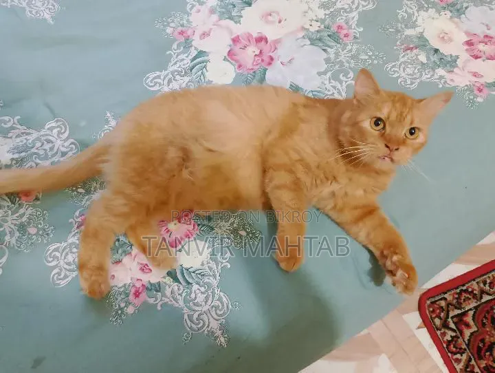 1+ year Female Purebred Persian