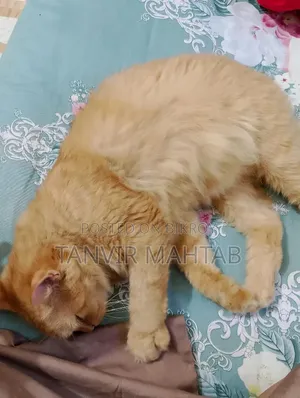 1+ year Female Purebred Persian