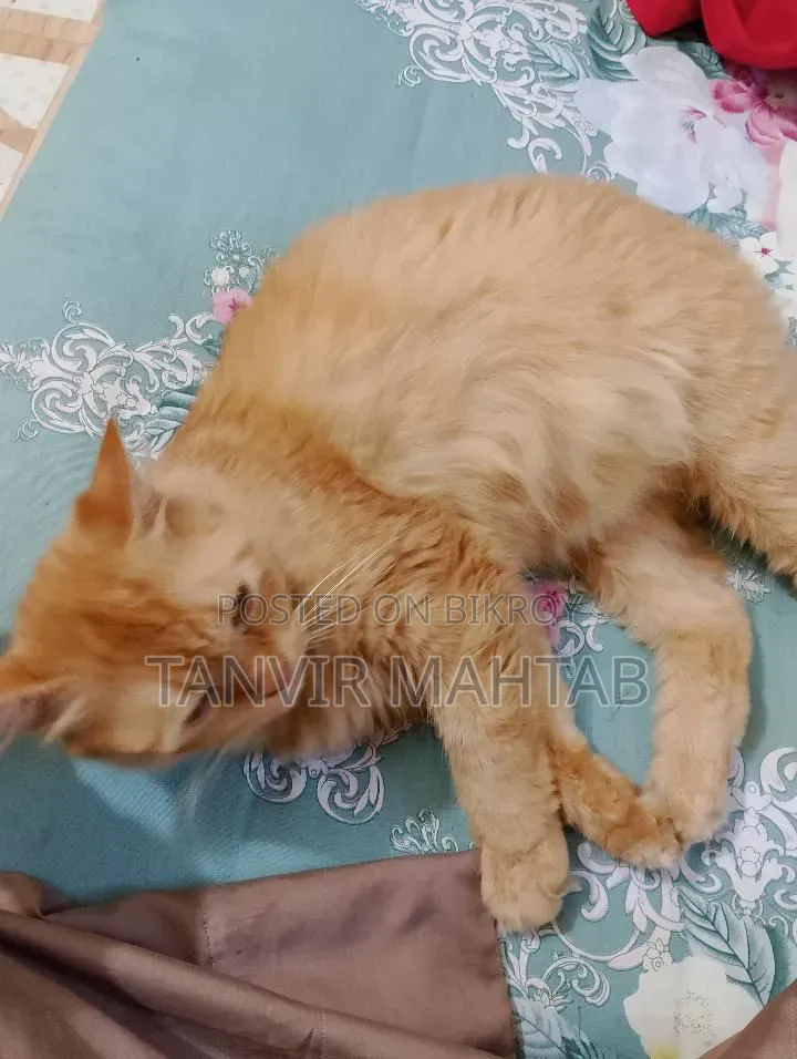 1+ year Female Purebred Persian