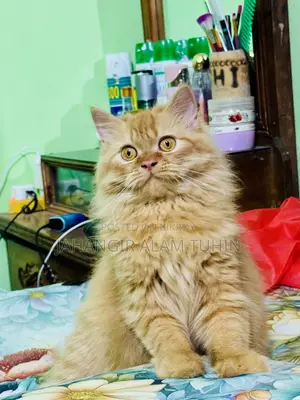 6-12 Months Female Purebred Persian Cat