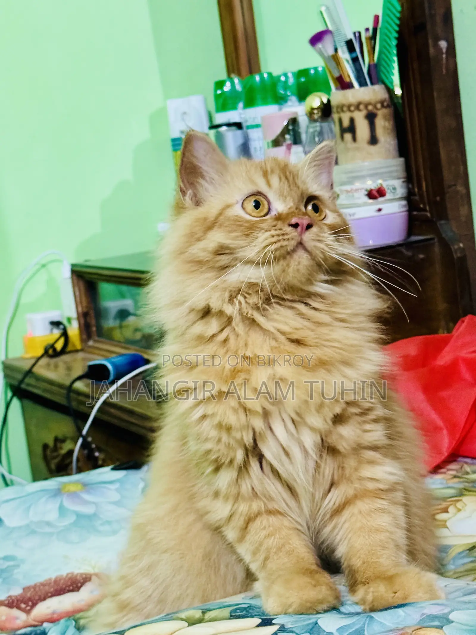 6-12 Months Female Purebred Persian Cat