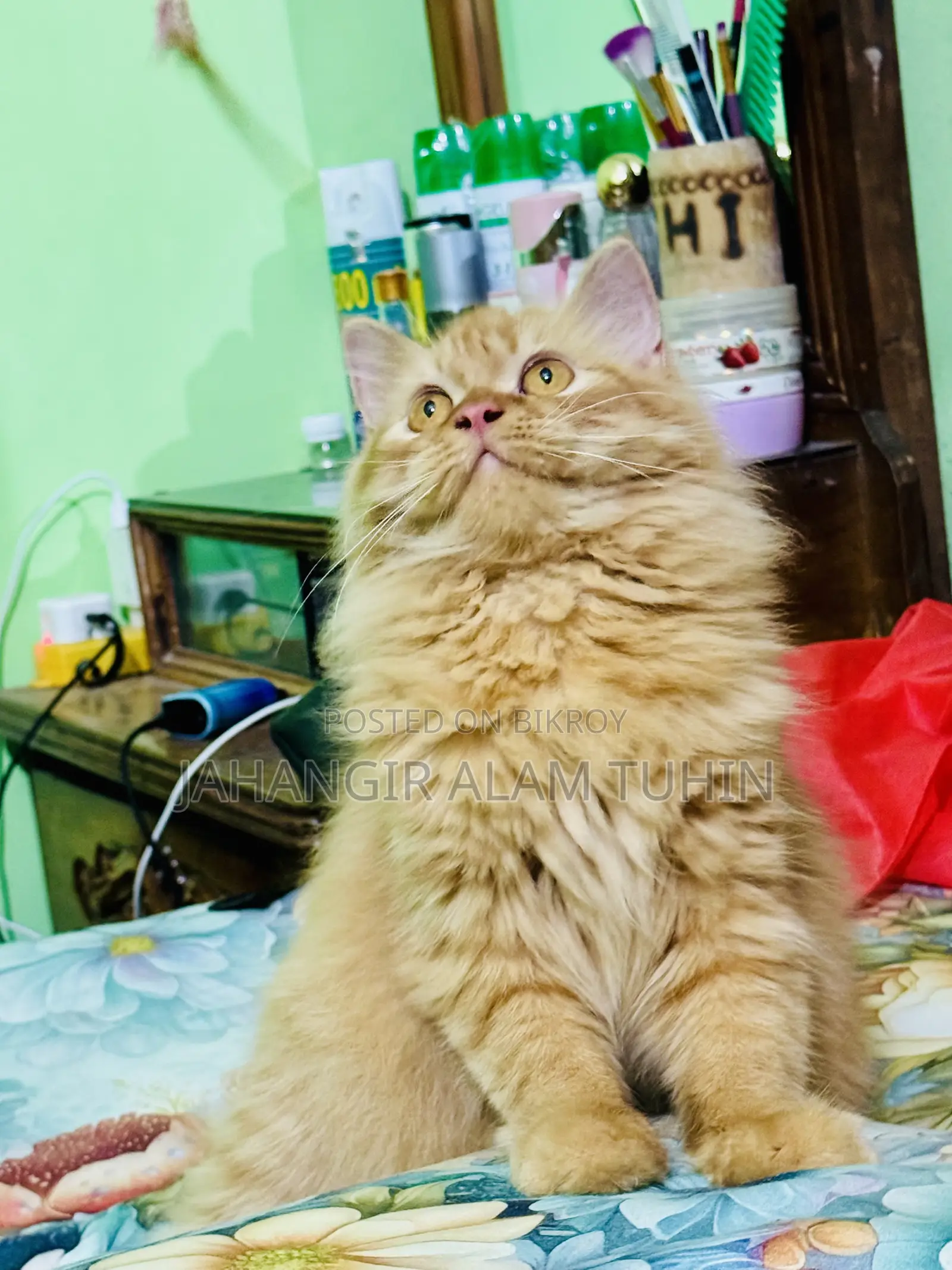 6-12 Months Female Purebred Persian Cat