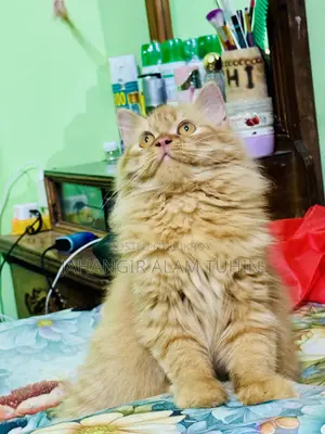 6-12 Months Female Purebred Persian Cat
