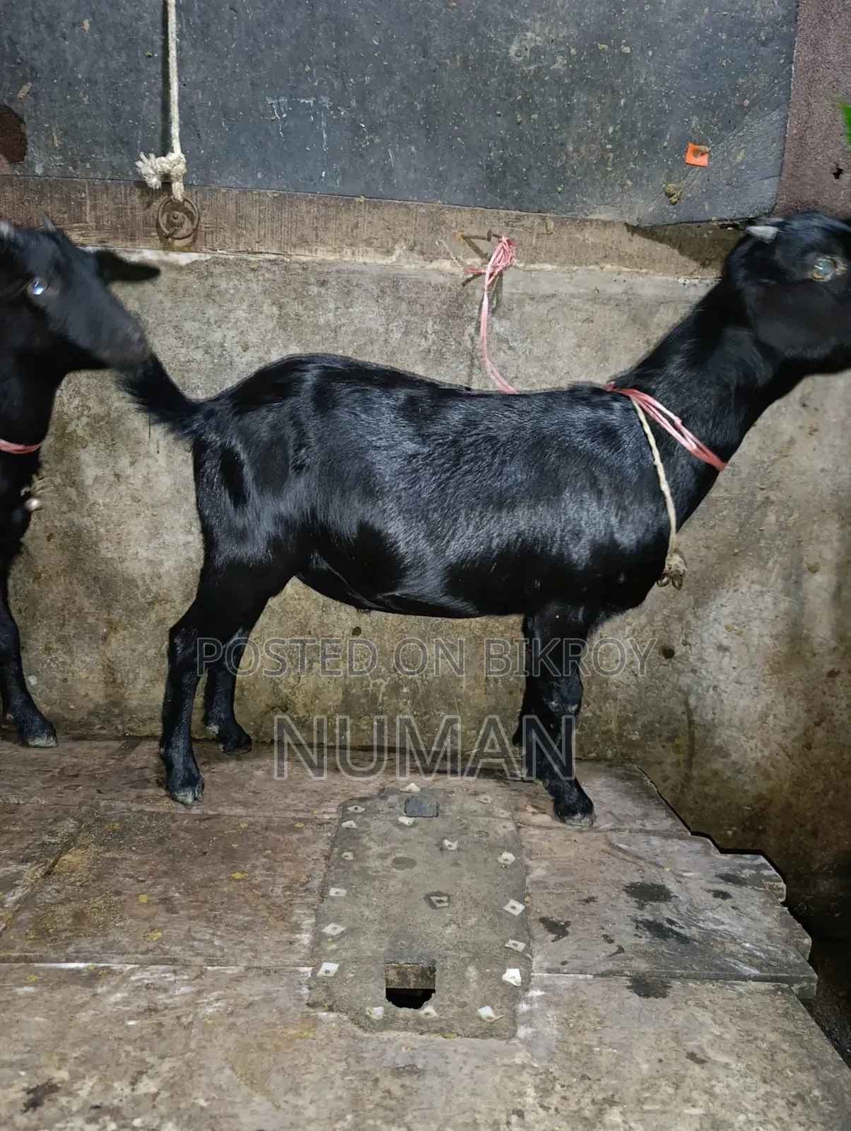 3 goats will be sold.