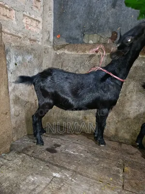 3 goats will be sold.