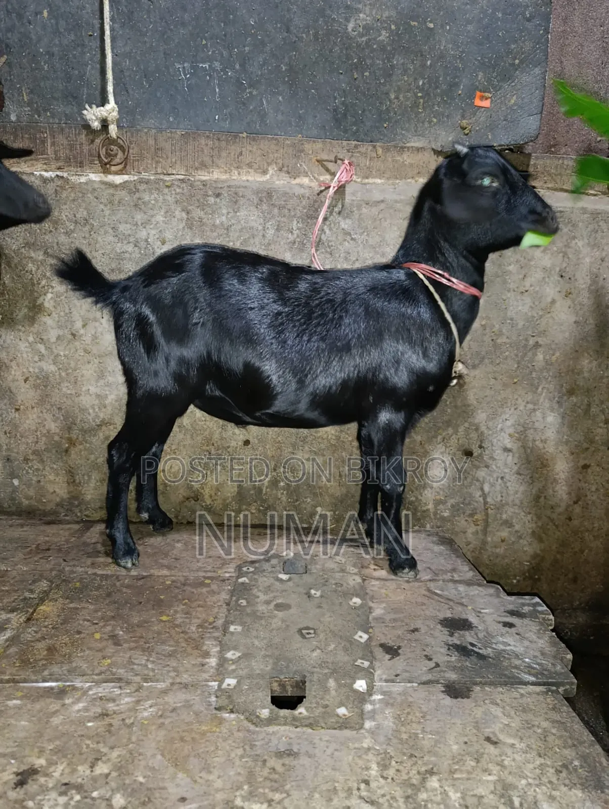 3 goats will be sold.