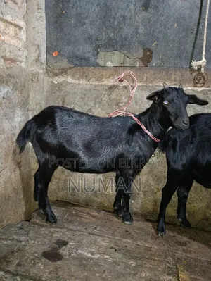 3 goats will be sold.