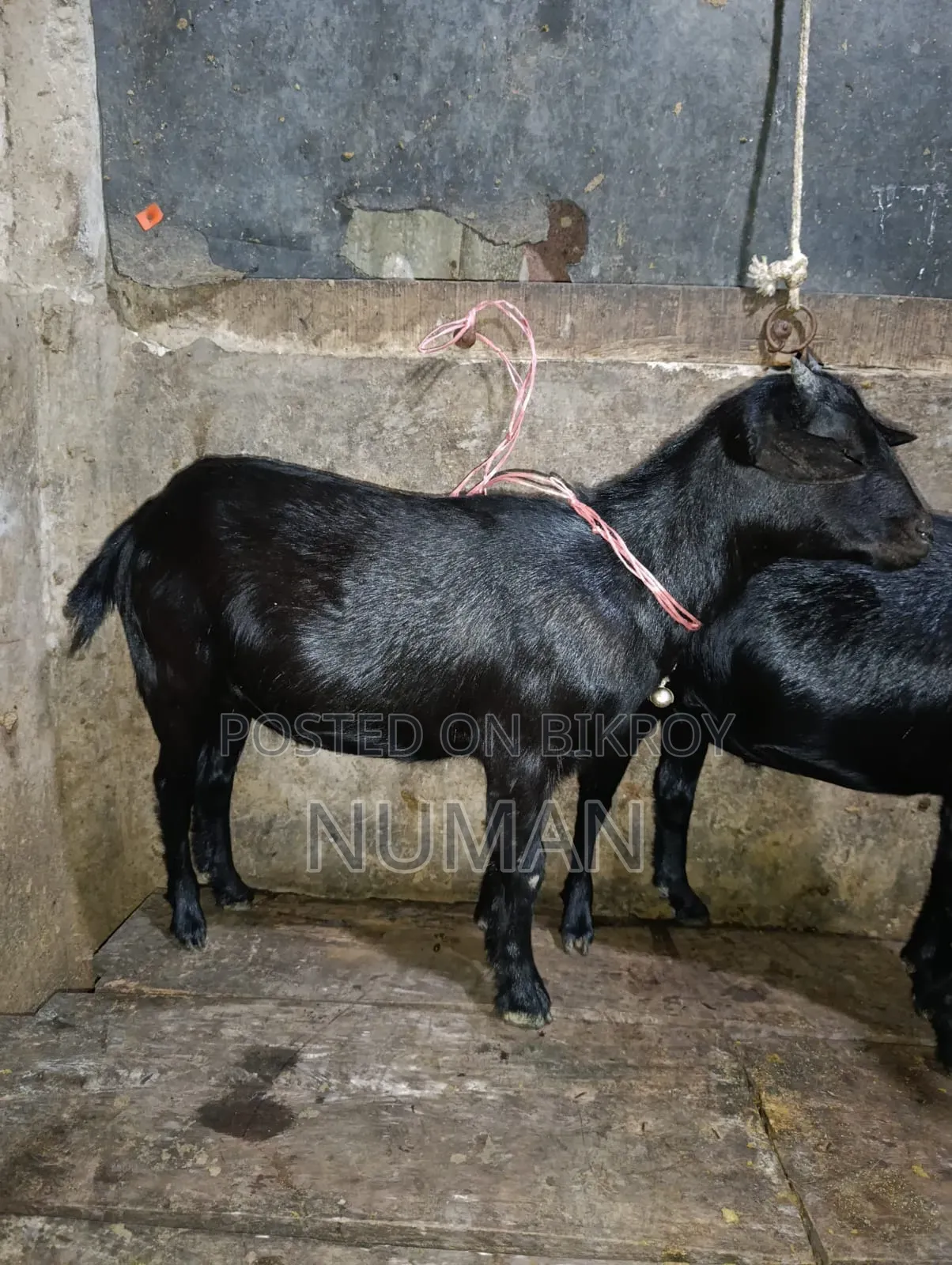 3 goats will be sold.
