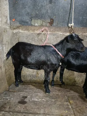 3 goats will be sold.