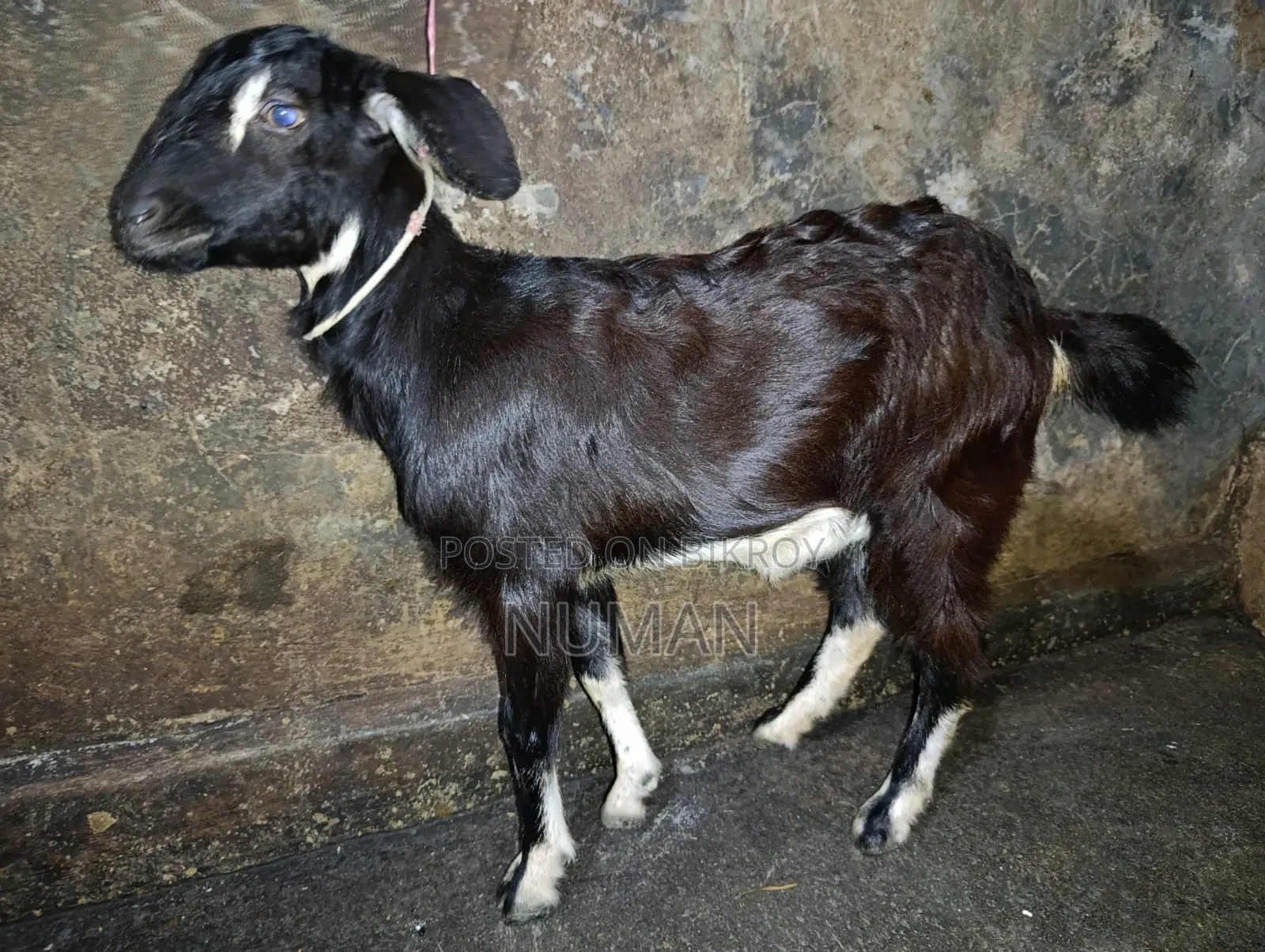 3 goats will be sold.