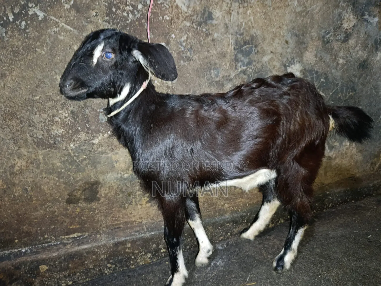 3 goats will be sold.