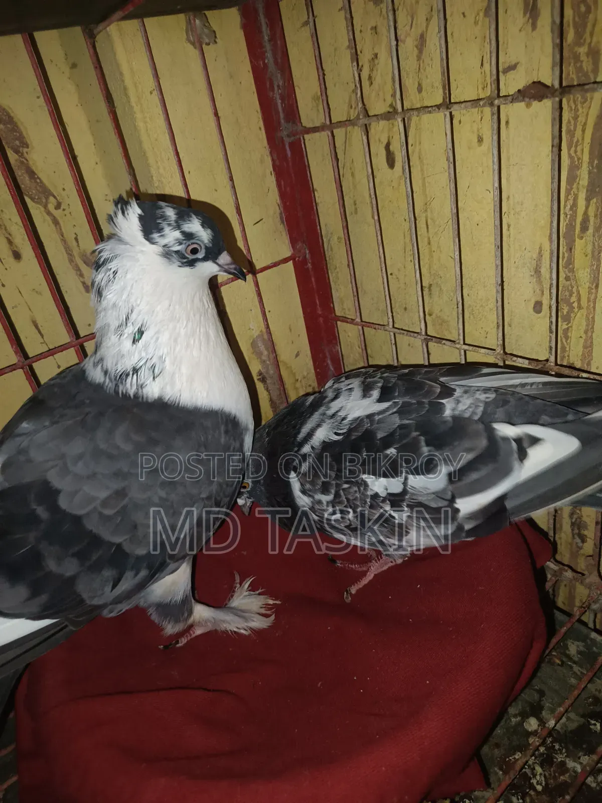 ৩ জোড়া সুস্থ কবুতর রানিং বিক্রি করব চাইলে এক জোড়া নিতে পারেন