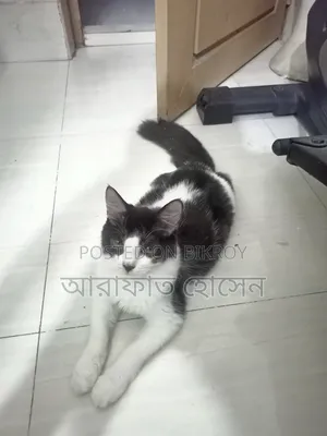 3-6 Months Female Mixed Breed Persian