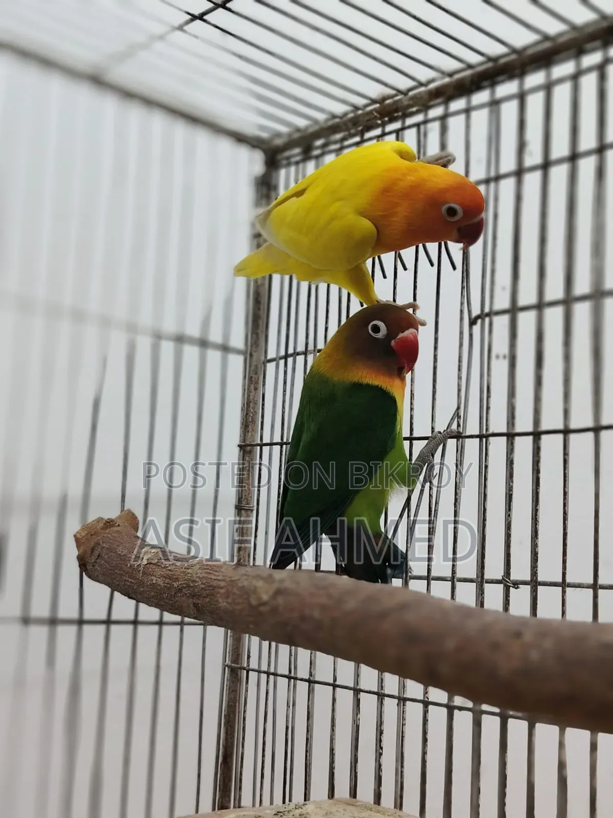 Love Bird Running Pair