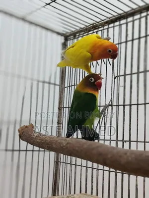 Love Bird Running Pair