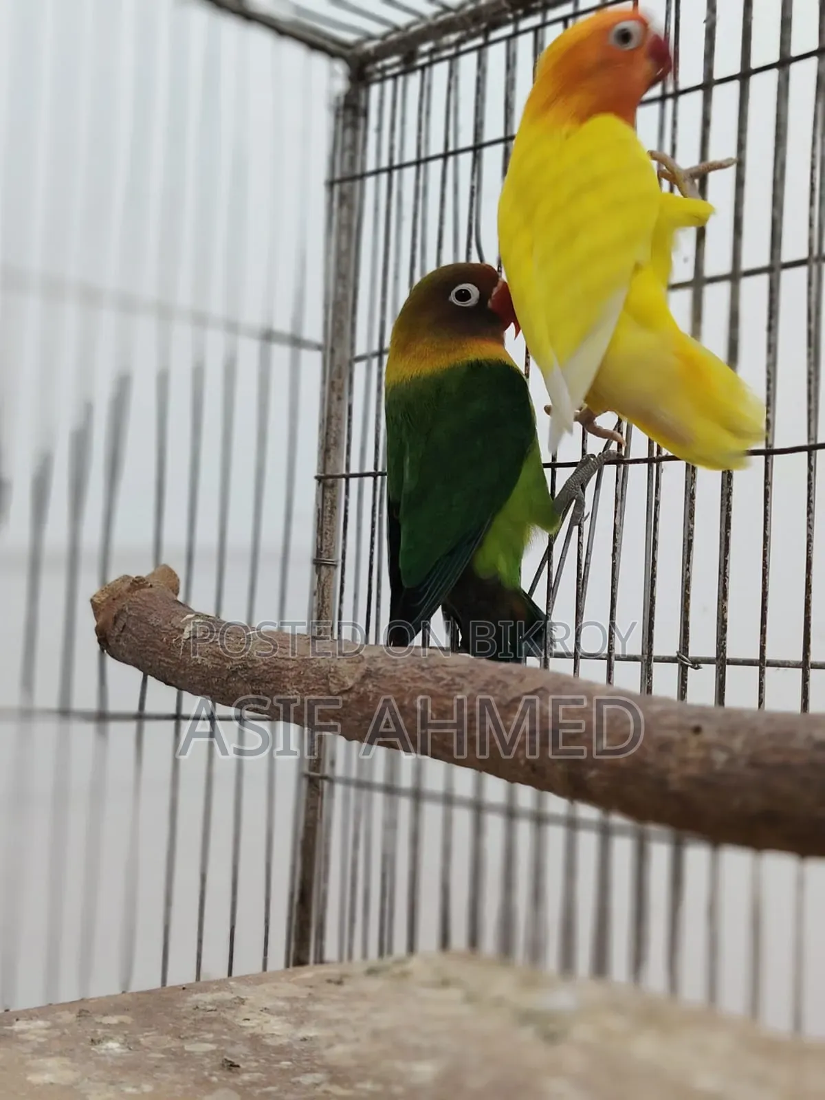 Love Bird Running Pair
