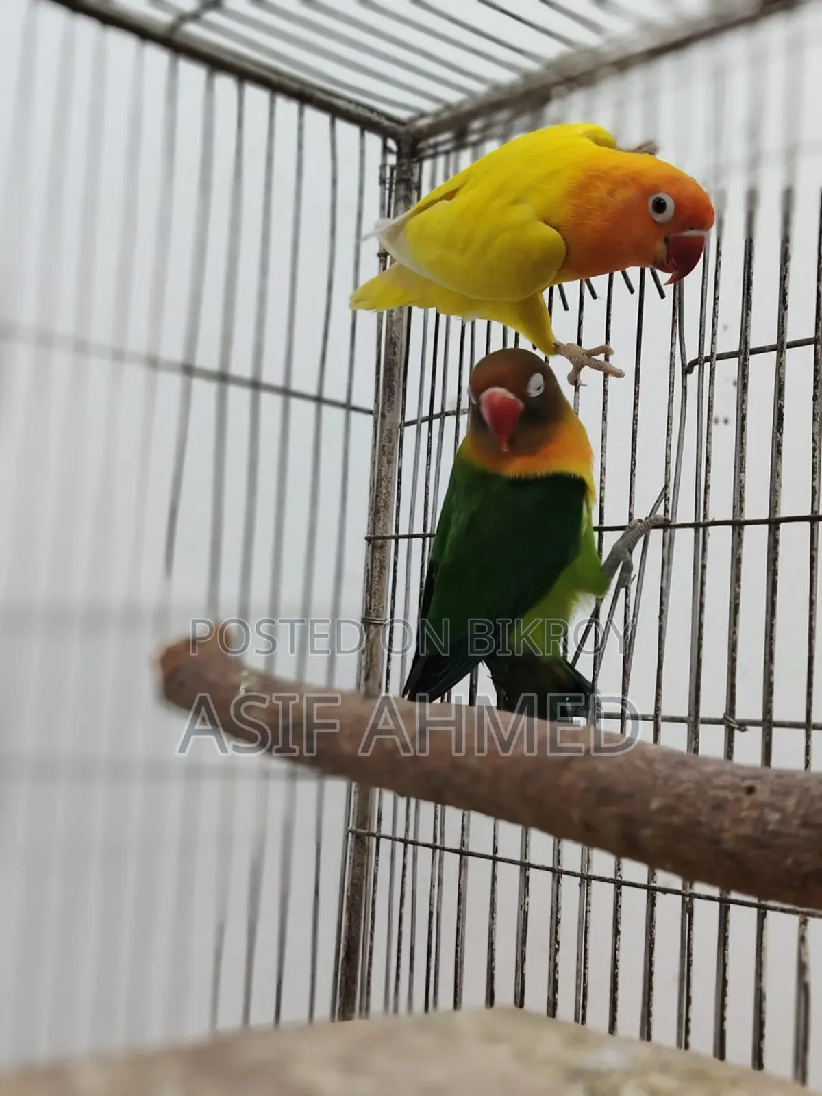 Love Bird Running Pair