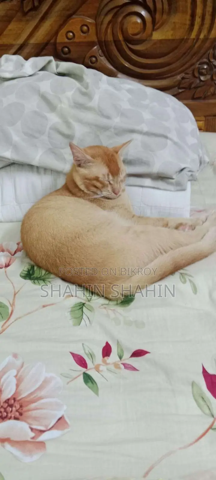 6-12 months Male Mixed Breed Bengal