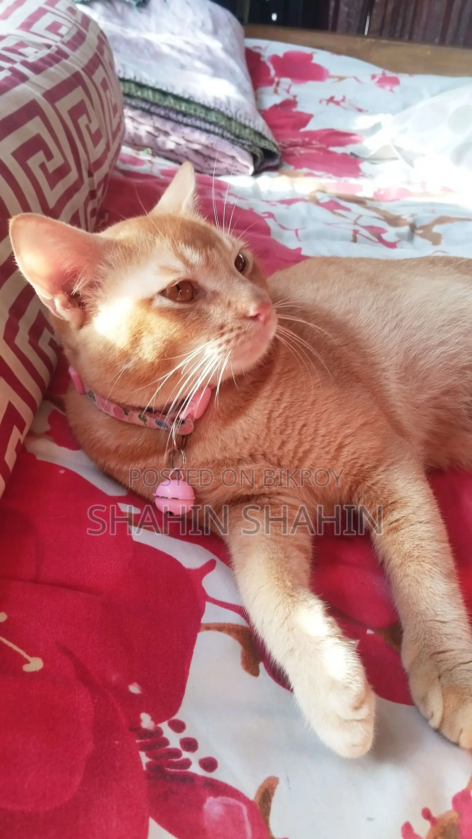 6-12 months Male Mixed Breed Bengal