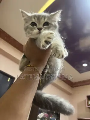 1-3 months Female Purebred American Shorthair