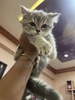 1-3 months Female Purebred American Shorthair