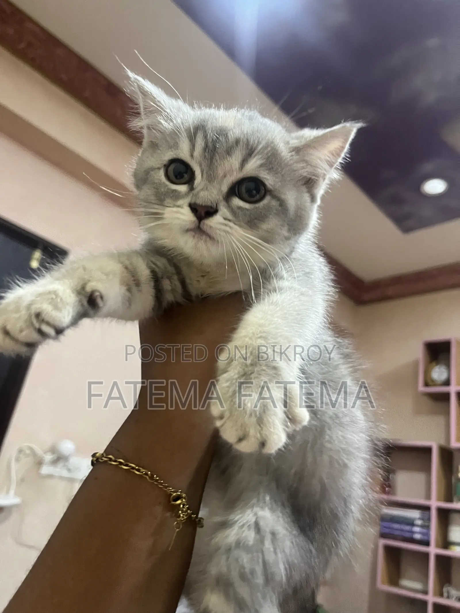 1-3 months Female Purebred American Shorthair