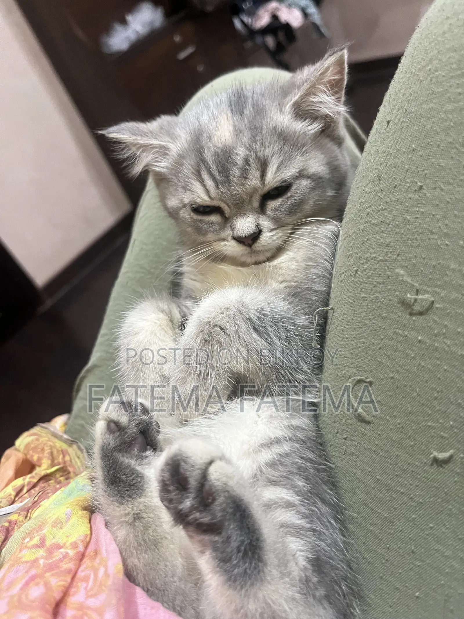 1-3 months Female Purebred American Shorthair