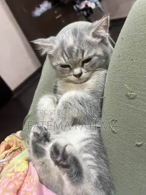 1-3 months Female Purebred American Shorthair
