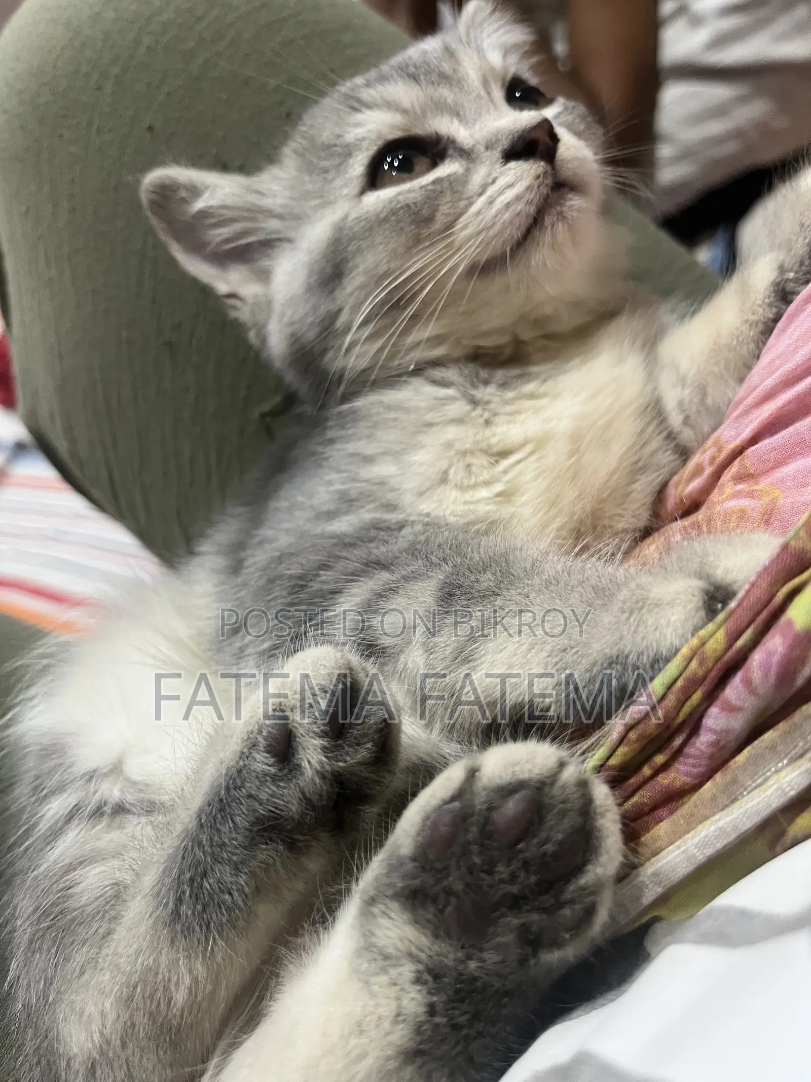 1-3 months Female Purebred American Shorthair