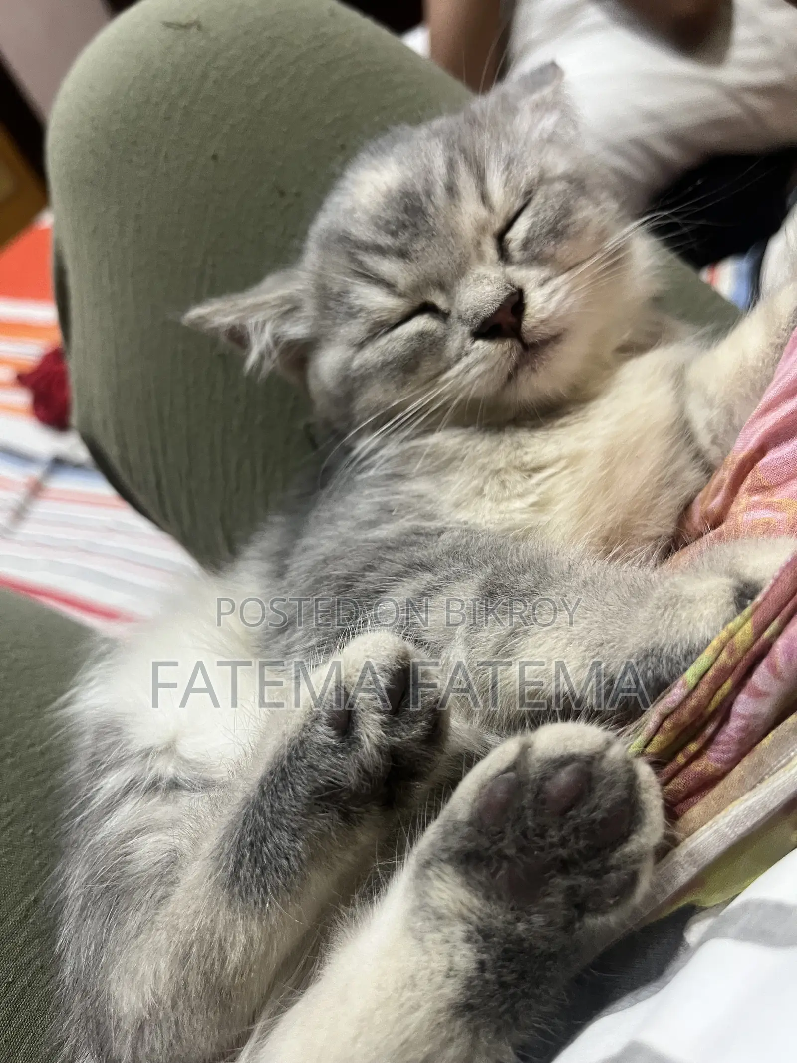1-3 months Female Purebred American Shorthair