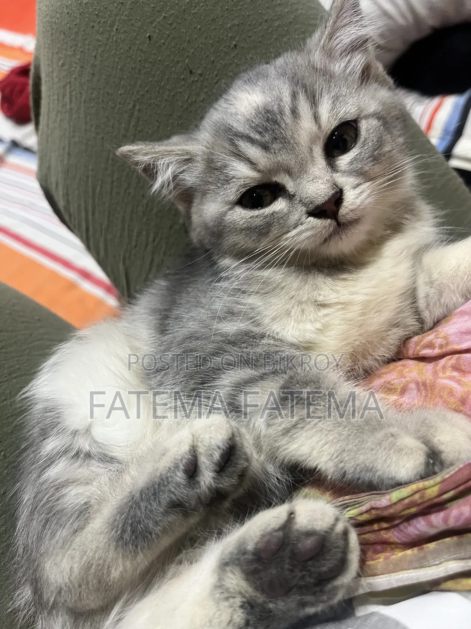 1-3 months Female Purebred American Shorthair