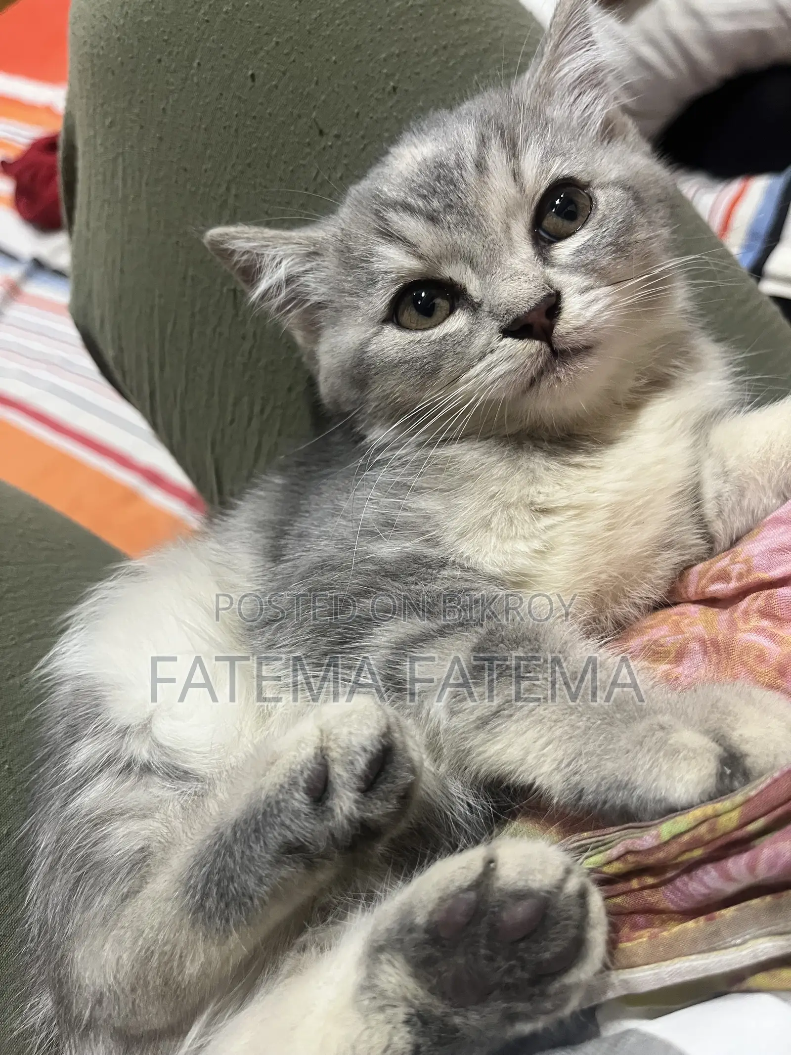 1-3 months Female Purebred American Shorthair