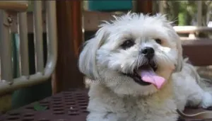 1+ year Female Purebred Lhasa Apso